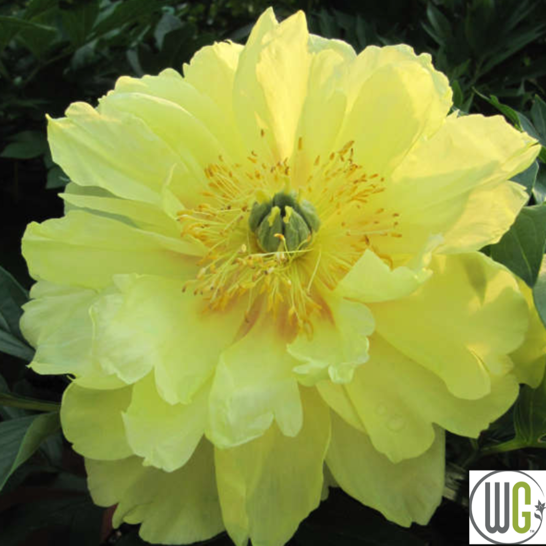 Bartzella Itoh Peony | Paeonia