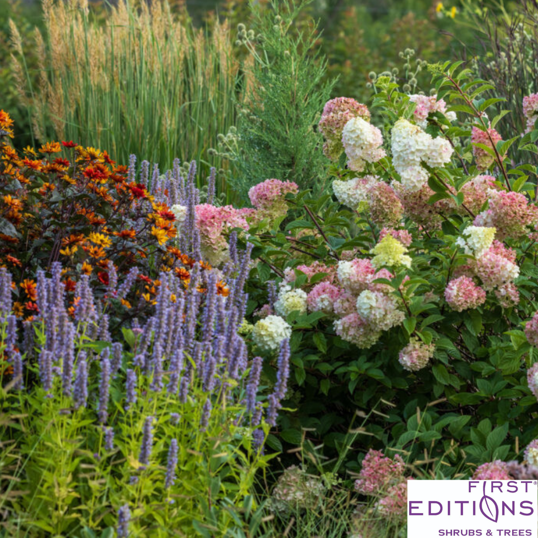 Strawberry Sundae Hydrangea | Hydrangea paniculata