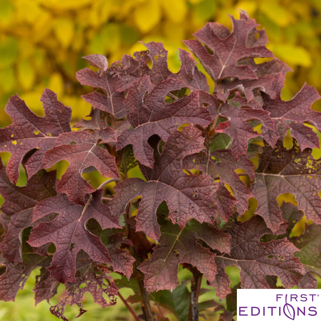 Jetstream Hydrangea | Hydrangea quercifolia