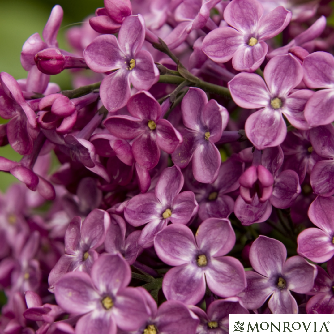 Declaration Lilac | Syringa