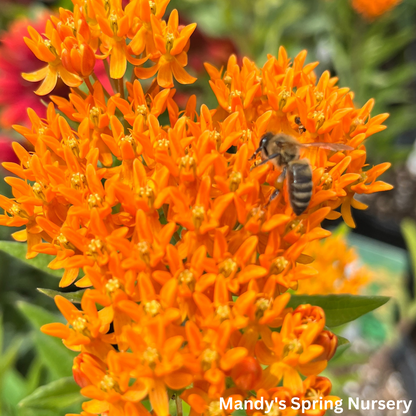 Butterfly Weed | Asclepias tuberosa