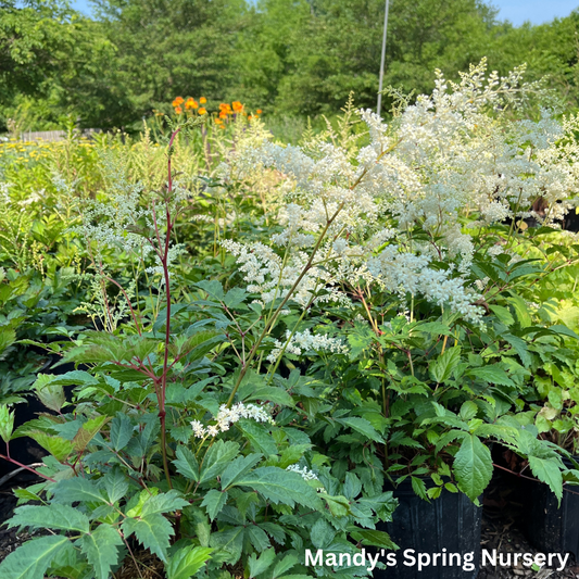 Bridal Veil Astilbe | Astilbe arendsii