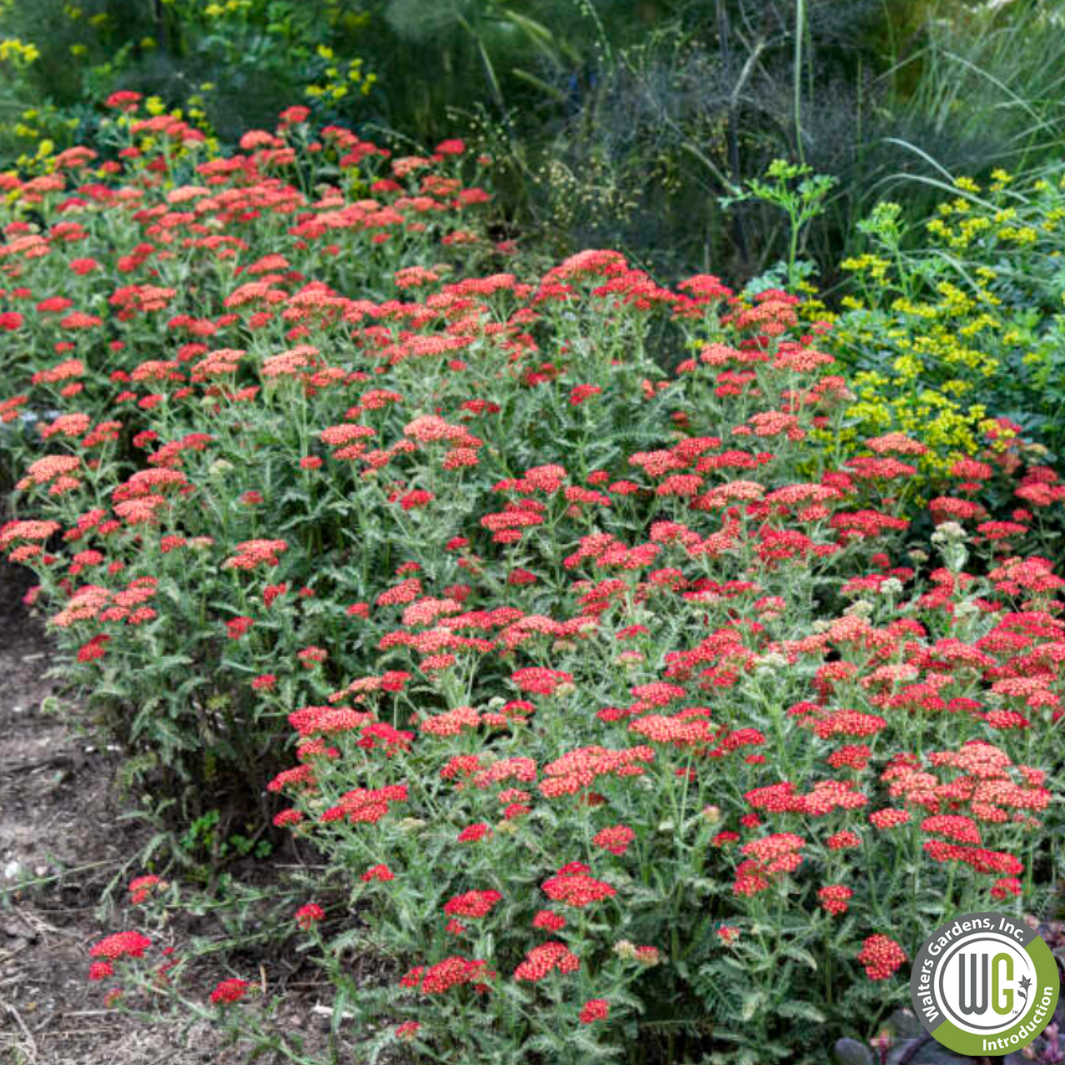 'Sassy Summer Sangria' Yarrow | Achillea 'Sassy Summer Sangria'