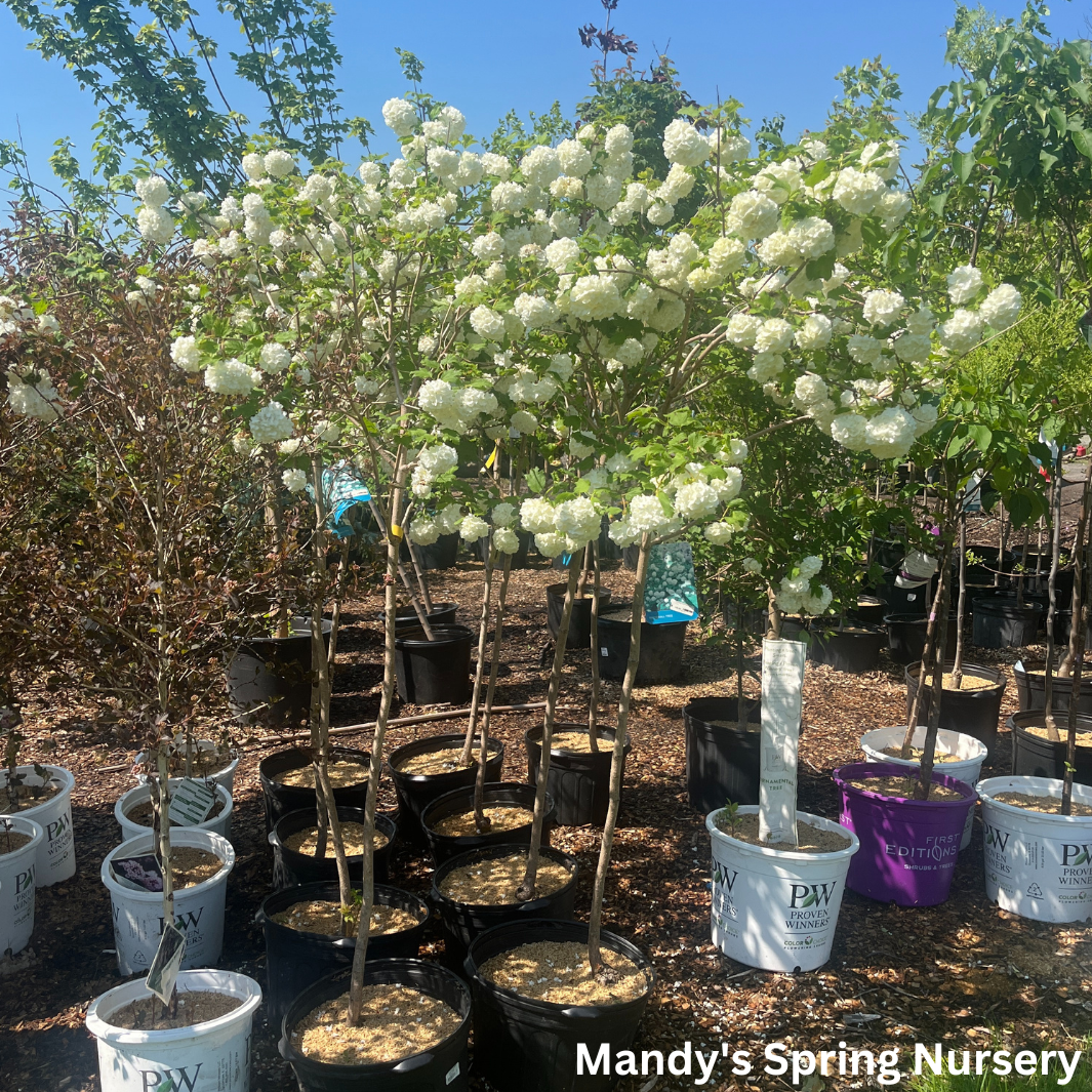 Common Snowball Viburnum - Tree Form | Viburnum opulus 'Roseum'