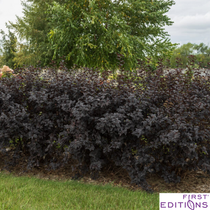 Fireside® Ninebark | Physocarpus opulifolius