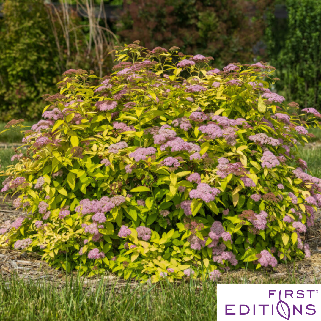 Little Spark Spirea | Spiraea japonica