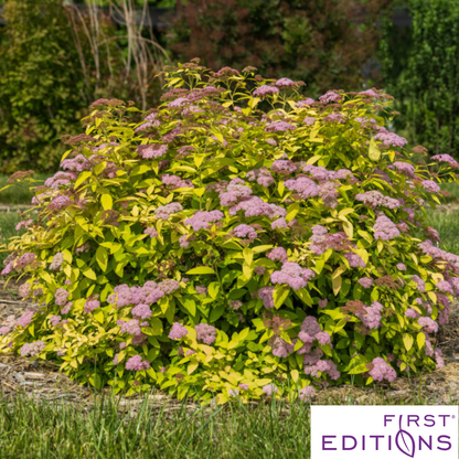 Little Spark Spirea | Spiraea japonica