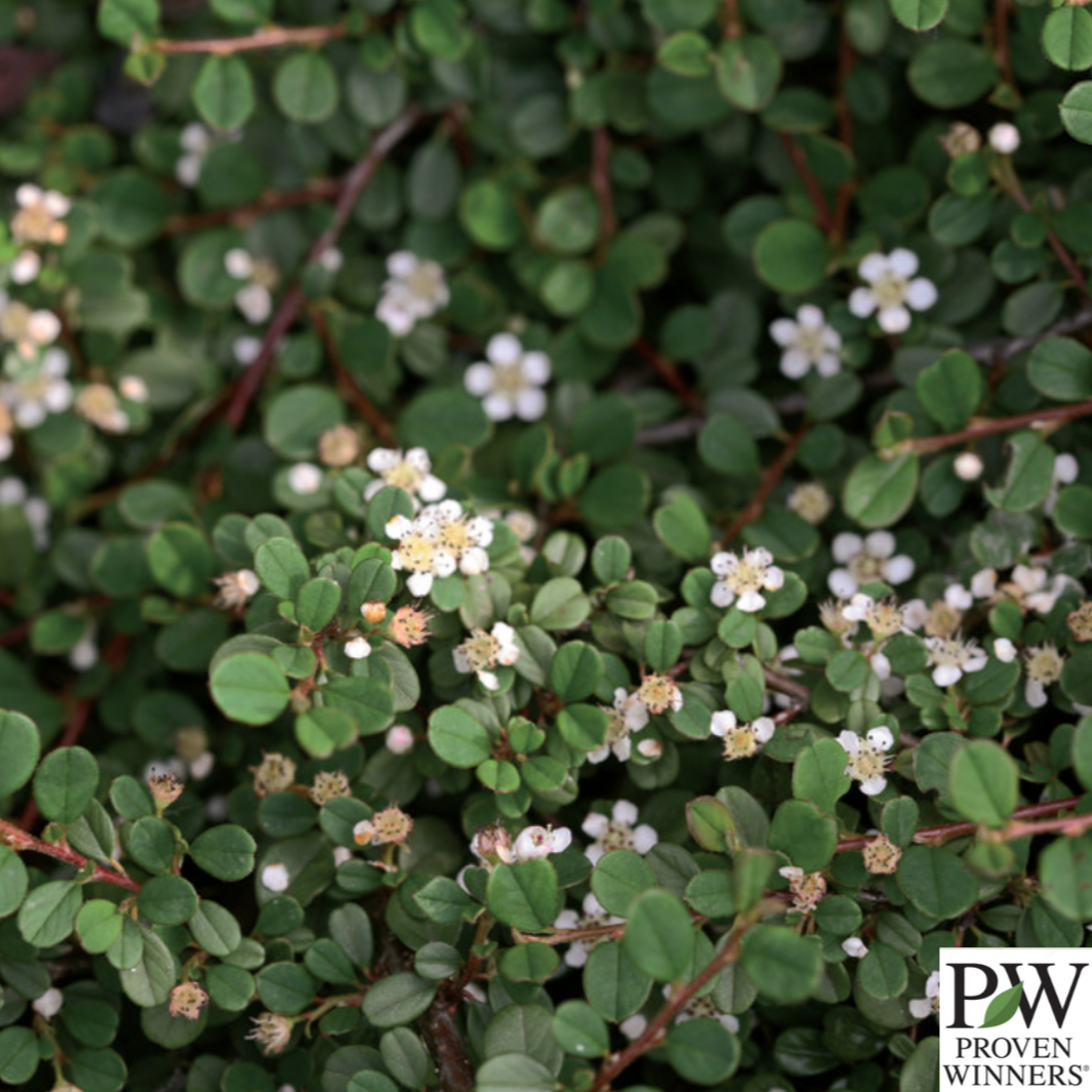 Little Dipper® Cotoneaster | Cotoneaster procumbens