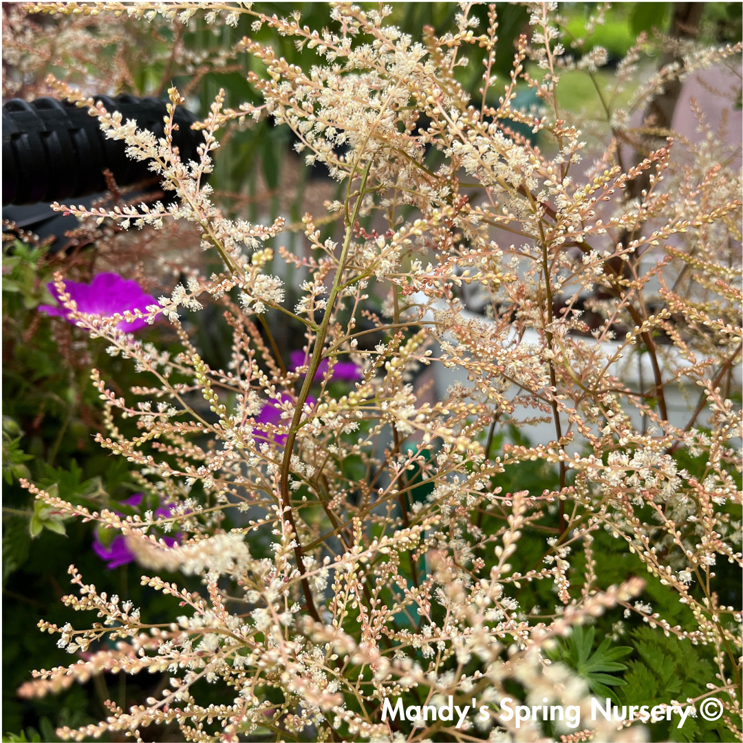 'Chantilly Lace' Goat's Beard | Aruncus 'Chantilly Lace'