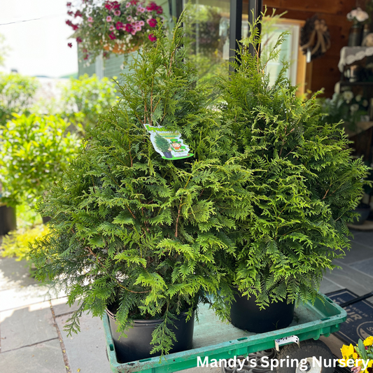 'Leprechaun' Western Red Cedar | Thuja standishii x plicata 'Leprechaun'