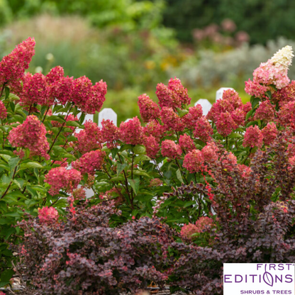 Berry White Hydrangea | Hydrangea paniculata