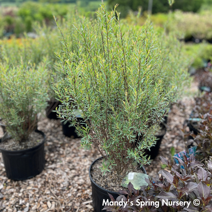 Dwarf Blue Leaf Arctic Willow - Salix purpurea 'Nana'