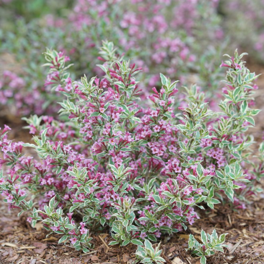 My Monet Purple Effect® Weigela | Weigela florida