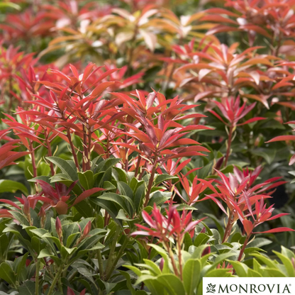'Mountain Fire' Pieris | Pieris japonica 'Mountain Fire'