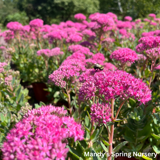 Carl Stonecrop | Sedum