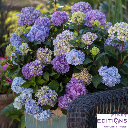 BloomStruck Reblooming Bigleaf Endless Summer® Hydrangea | Hydrangea macrophylla