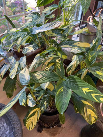 Mandy's Indoor Plants