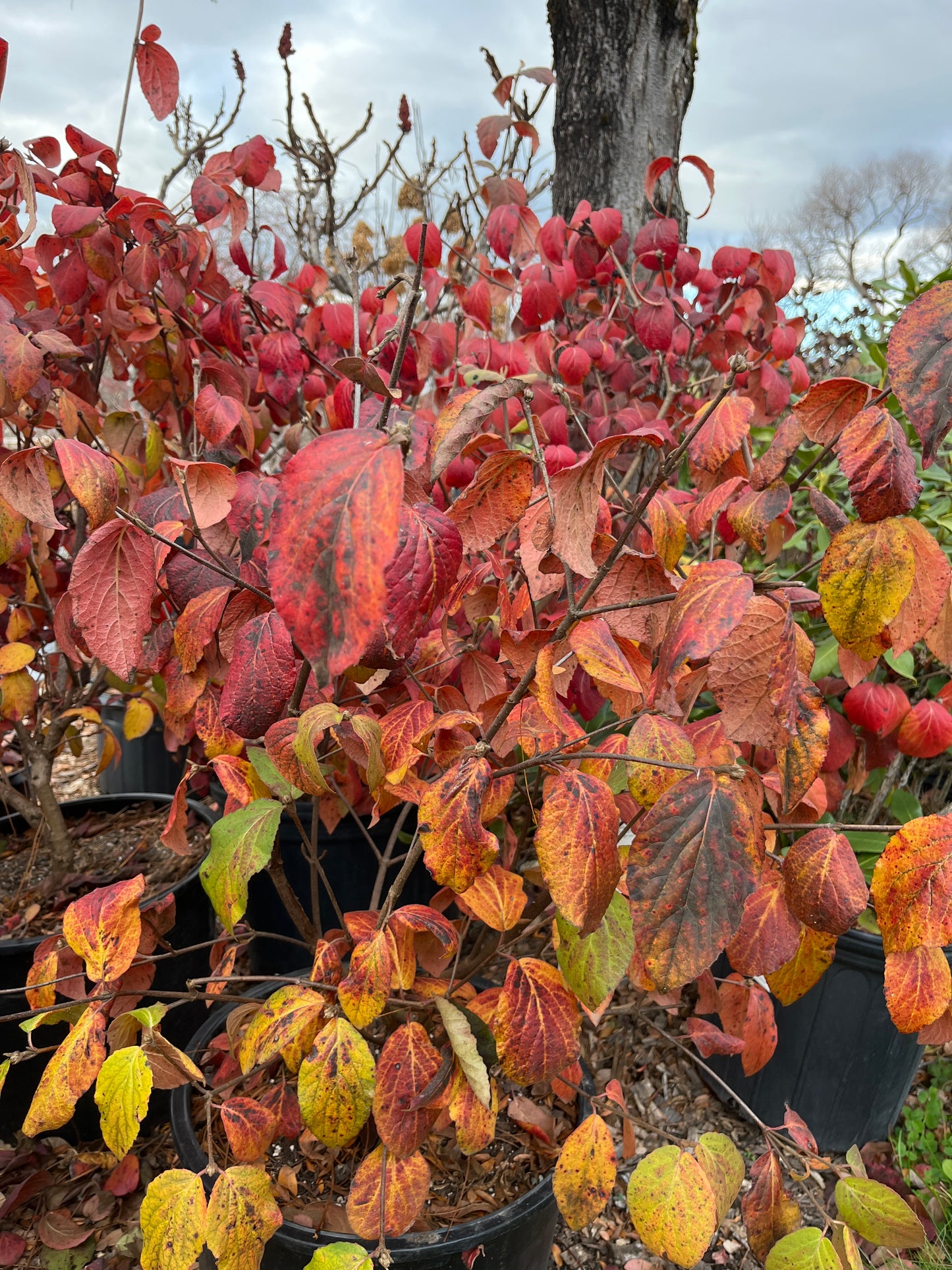 Sugar n' Spice® Koreanspice Viburnum | Viburnum carlesii