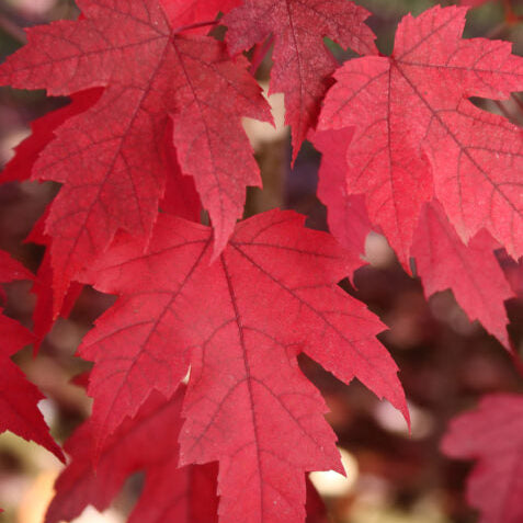 Matador™ Maple | Acer x freemanii 'Bailston'
