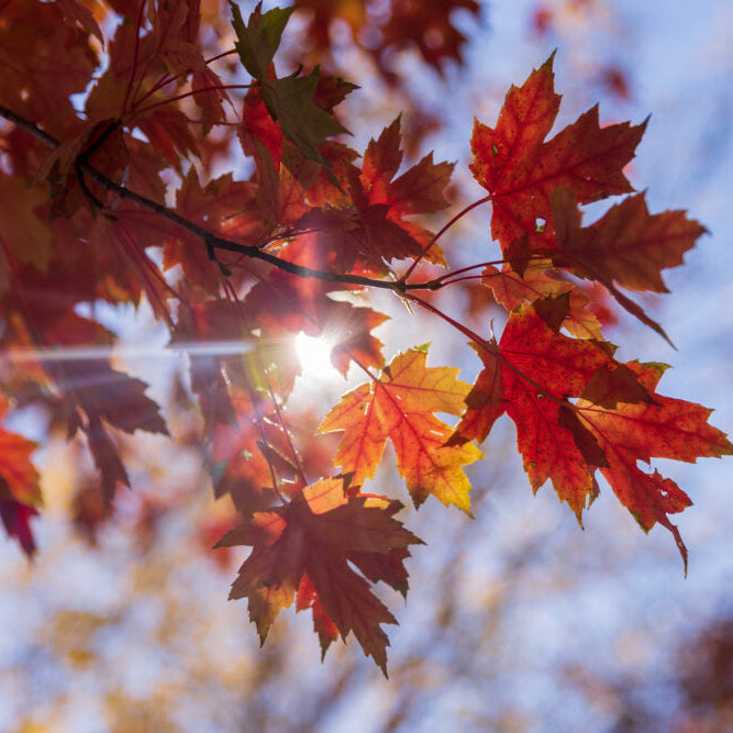 First Editions® Matador™ Maple | Acer x freemanii 'Bailston'