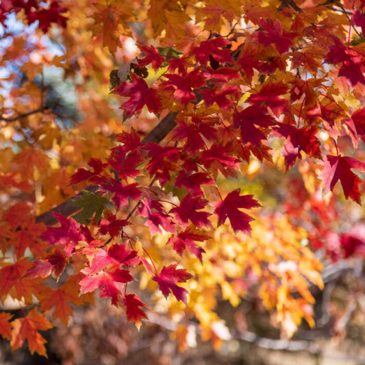 Matador™ Maple | Acer x freemanii 'Bailston'