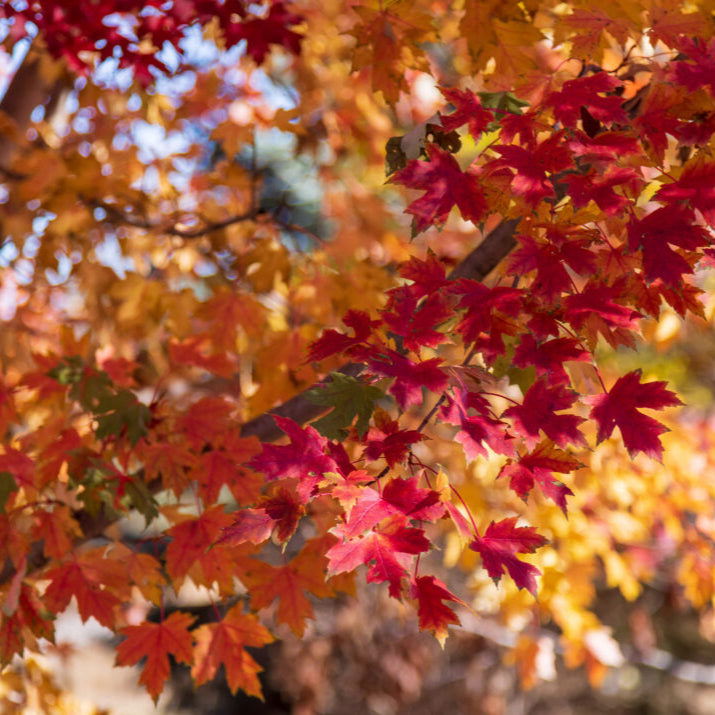 First Editions® Matador™ Maple | Acer x freemanii 'Bailston'