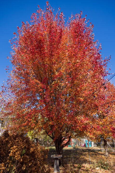 First Editions® Matador™ Maple | Acer x freemanii 'Bailston'