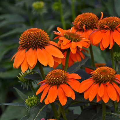 'Adobe Orange' Coneflower | Echinacea hybrid