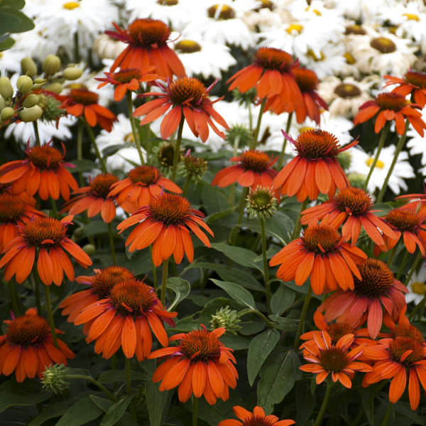 'Adobe Orange' Coneflower | Echinacea hybrid