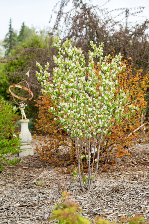 First Editions® Standing Ovation™ Serviceberry | Amelanchier