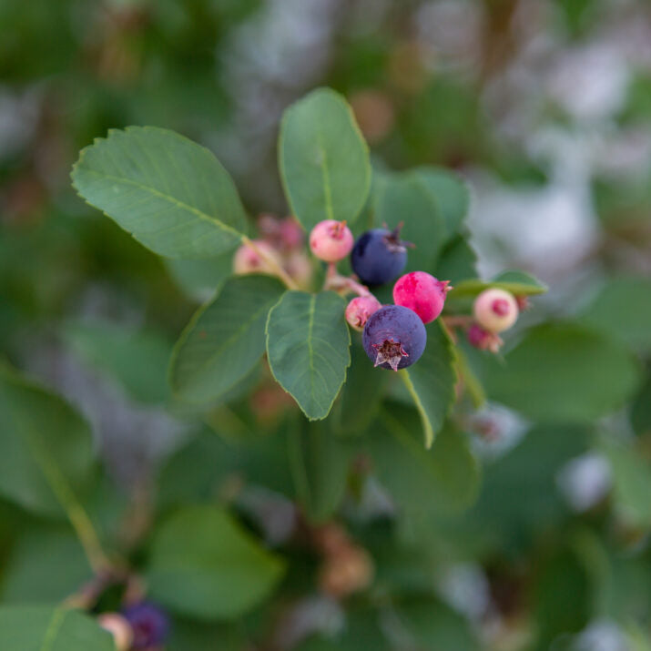 First Editions® Standing Ovation™ Serviceberry | Amelanchier