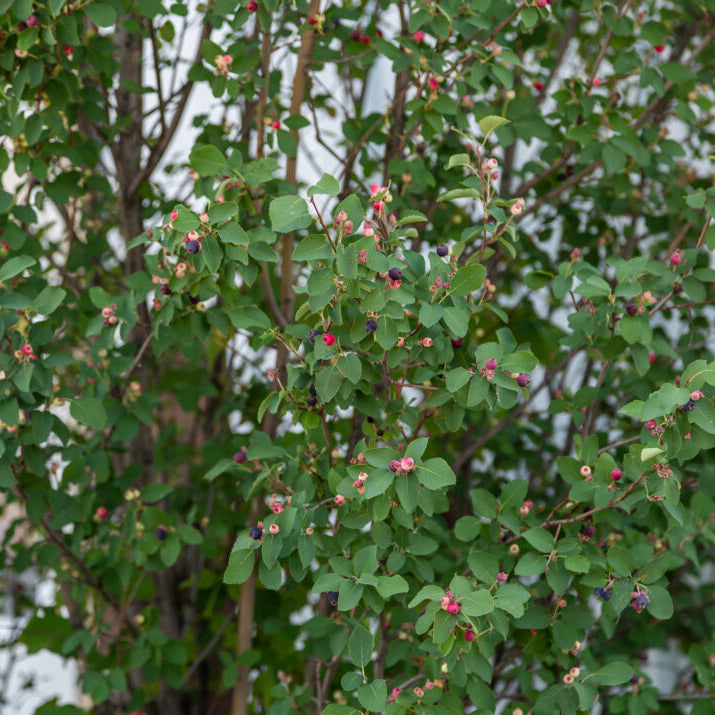 First Editions® Standing Ovation™ Serviceberry | Amelanchier