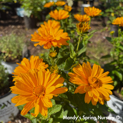 'Athena Gold' False Sunflower | Heliopsis helianthoides
