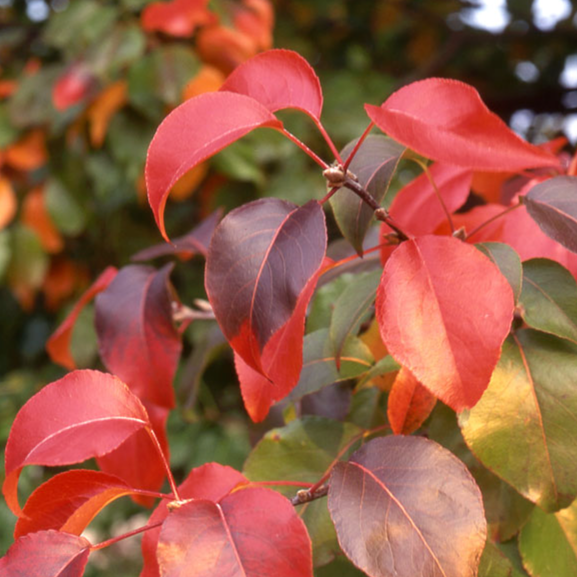 Autumn Blaze Pear | Pyrus calleryana
