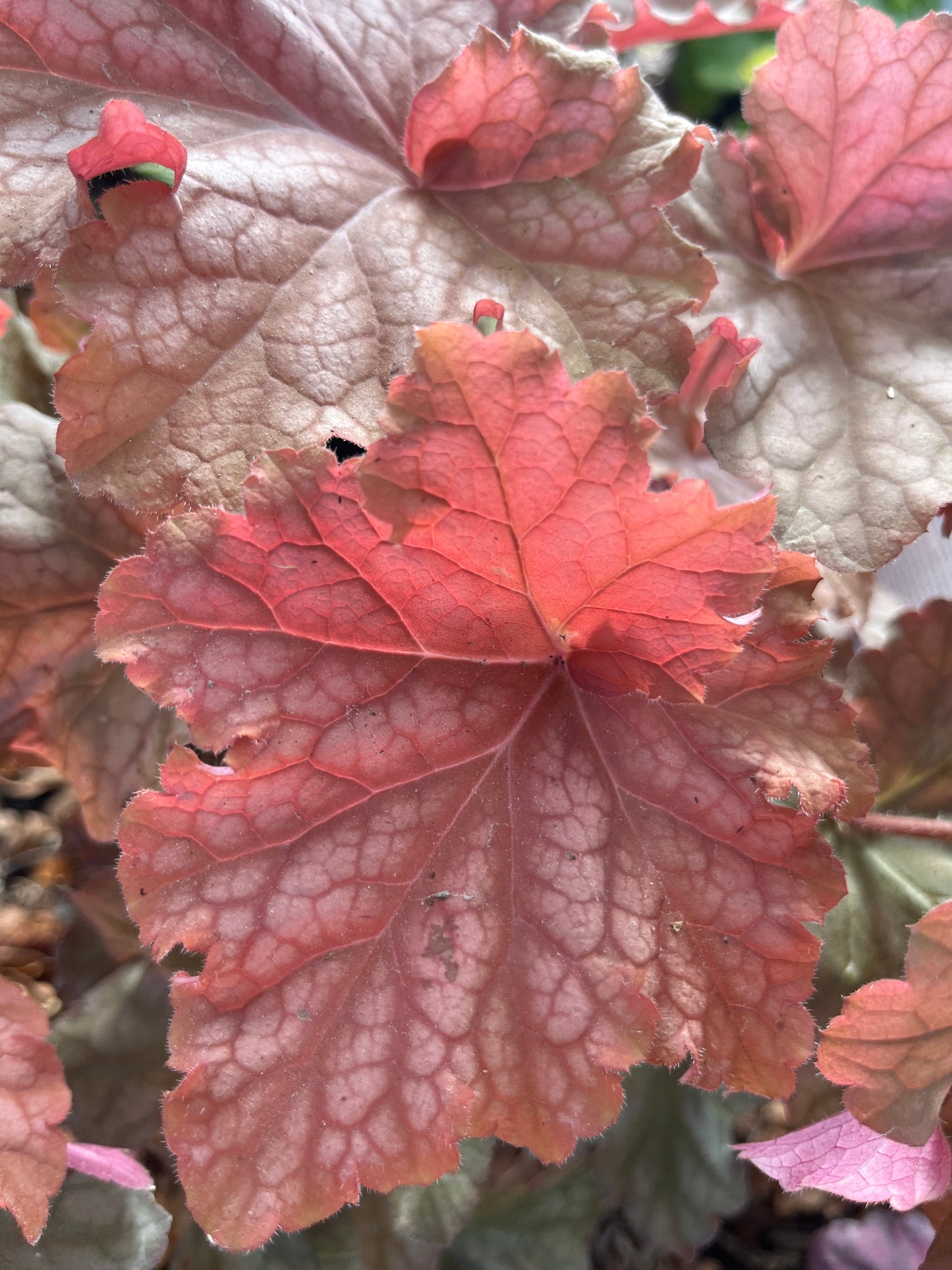 'Peachberry Ice' Coral Bells | Heuchera primo