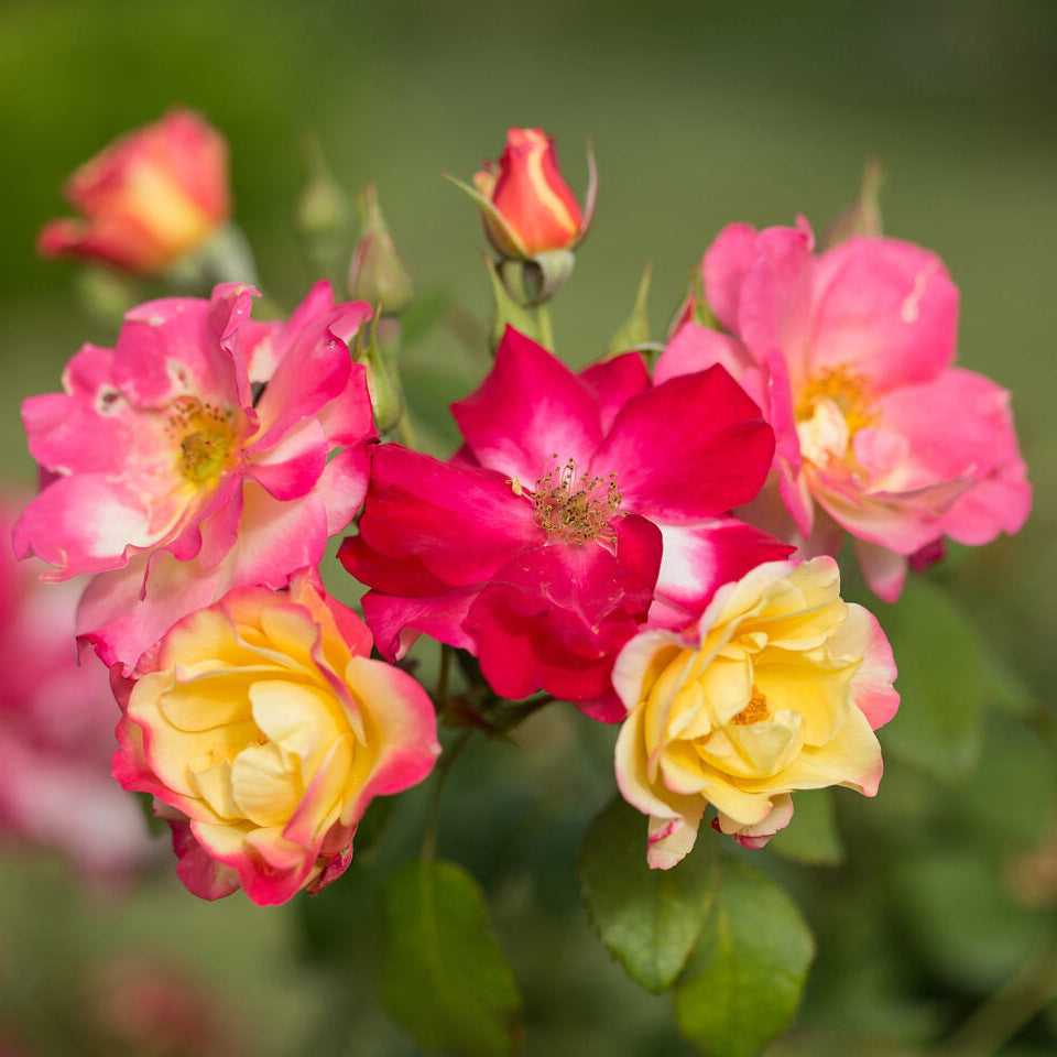 ‘Campfire’ Rose | Rosa
