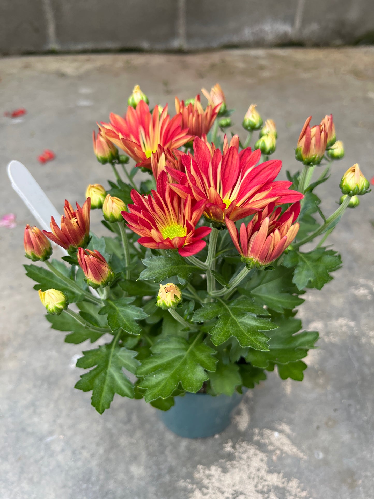 Fall Mums & Kale Assorted