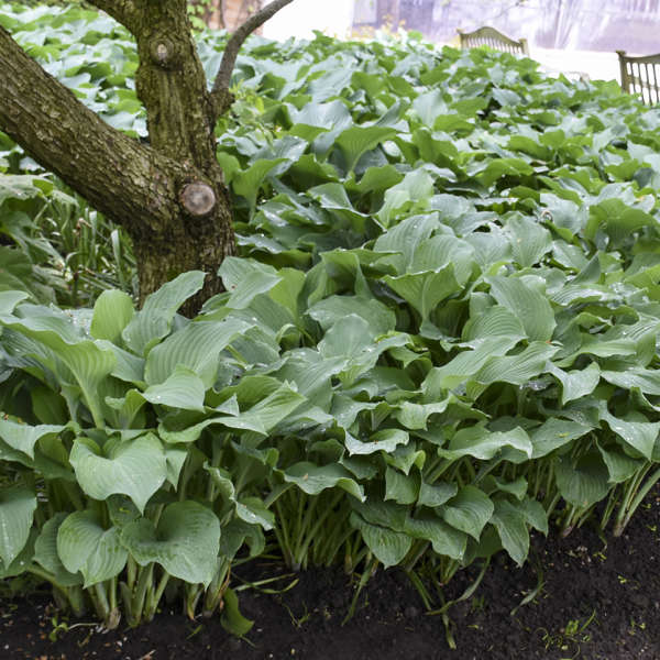 'Blue Angel' Hosta