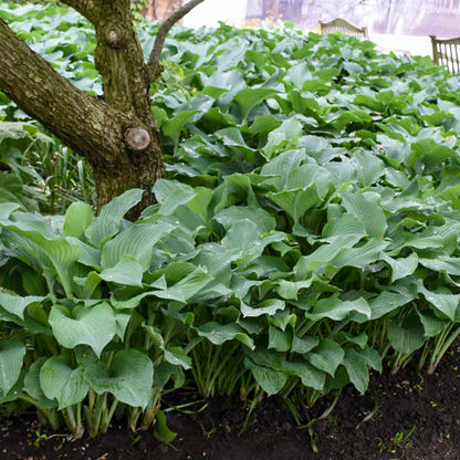 'Blue Angel' Hosta