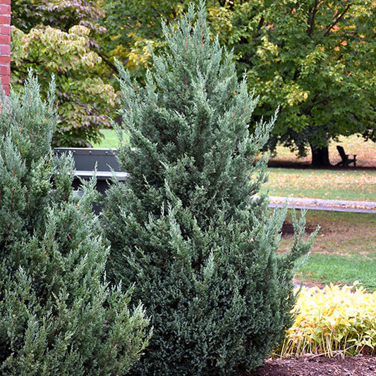 Blue Haven Juniper | Juniperus scopulorum