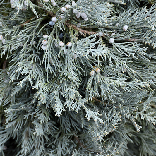 Blue Haven Juniper | Juniperus scopulorum