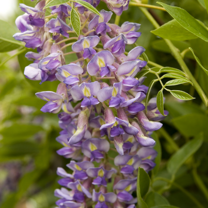 Blue Moon Wisteria | Wisteria macrostachya