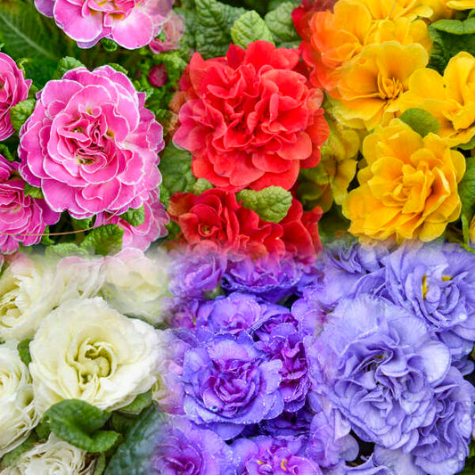 'Bouquet Perfect' Mix Primrose | Primula vulgaris