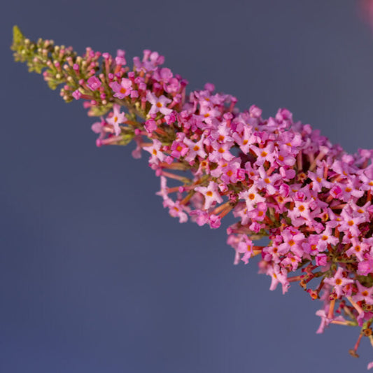 Trippy Pink® Butterfly Bush | Buddleia davidii 'Bailbudone'