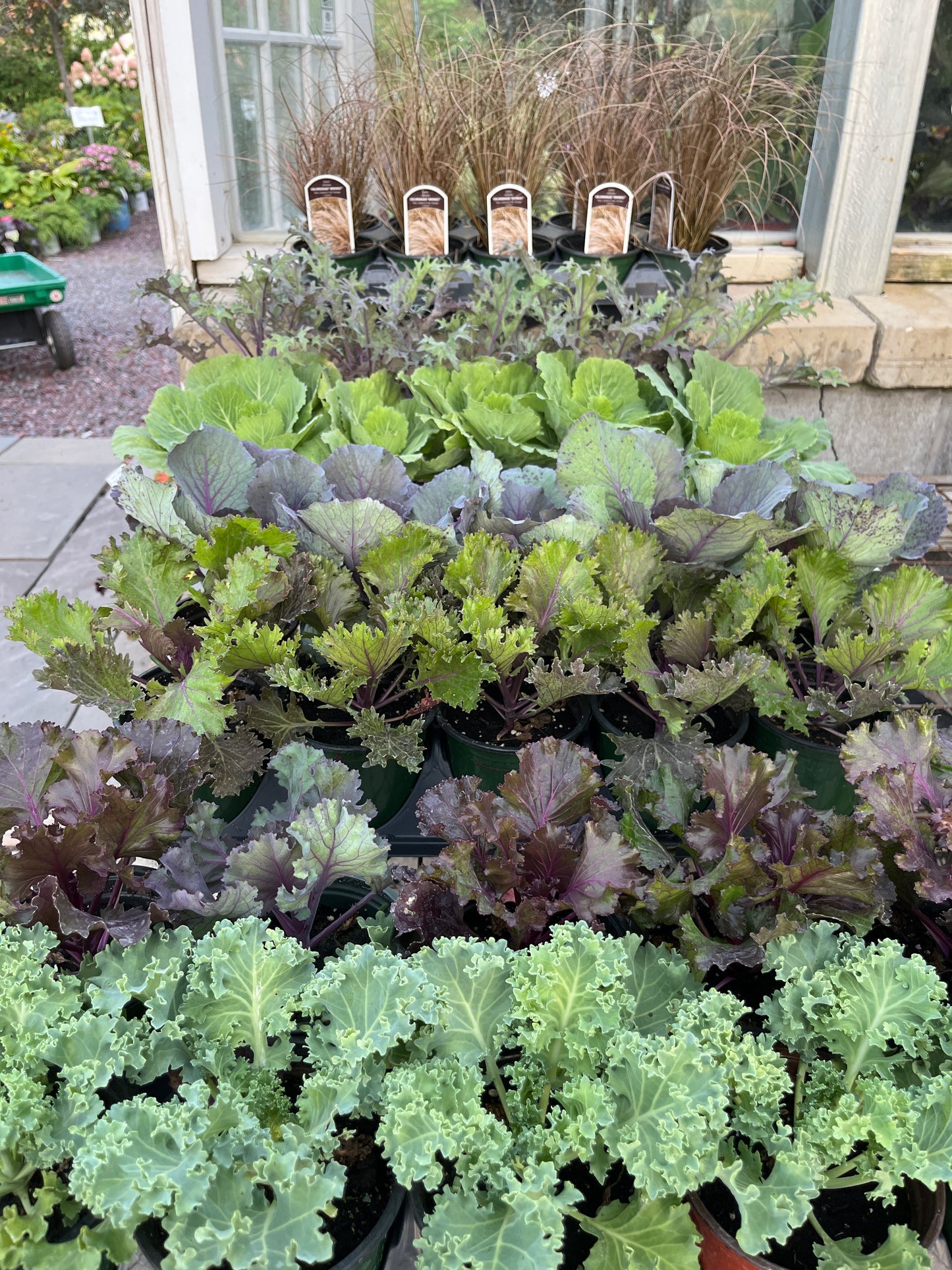 Fall Mums & Kale Assorted