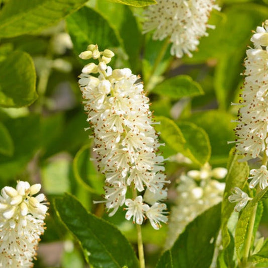 Hummingbird Summersweet | Clethra alnifolia