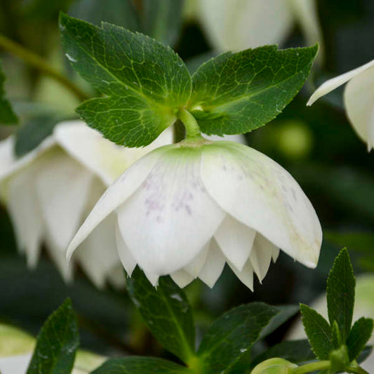 'Confetti Cake' Lenten Rose | Hellebore