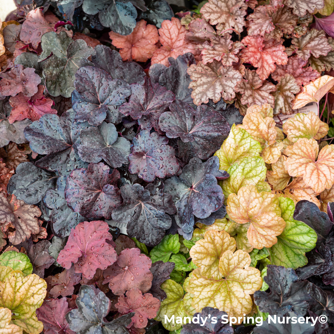 'Apple Twist' Coral Bells - DOLCE® Series | Heuchera 'Apple Twist'