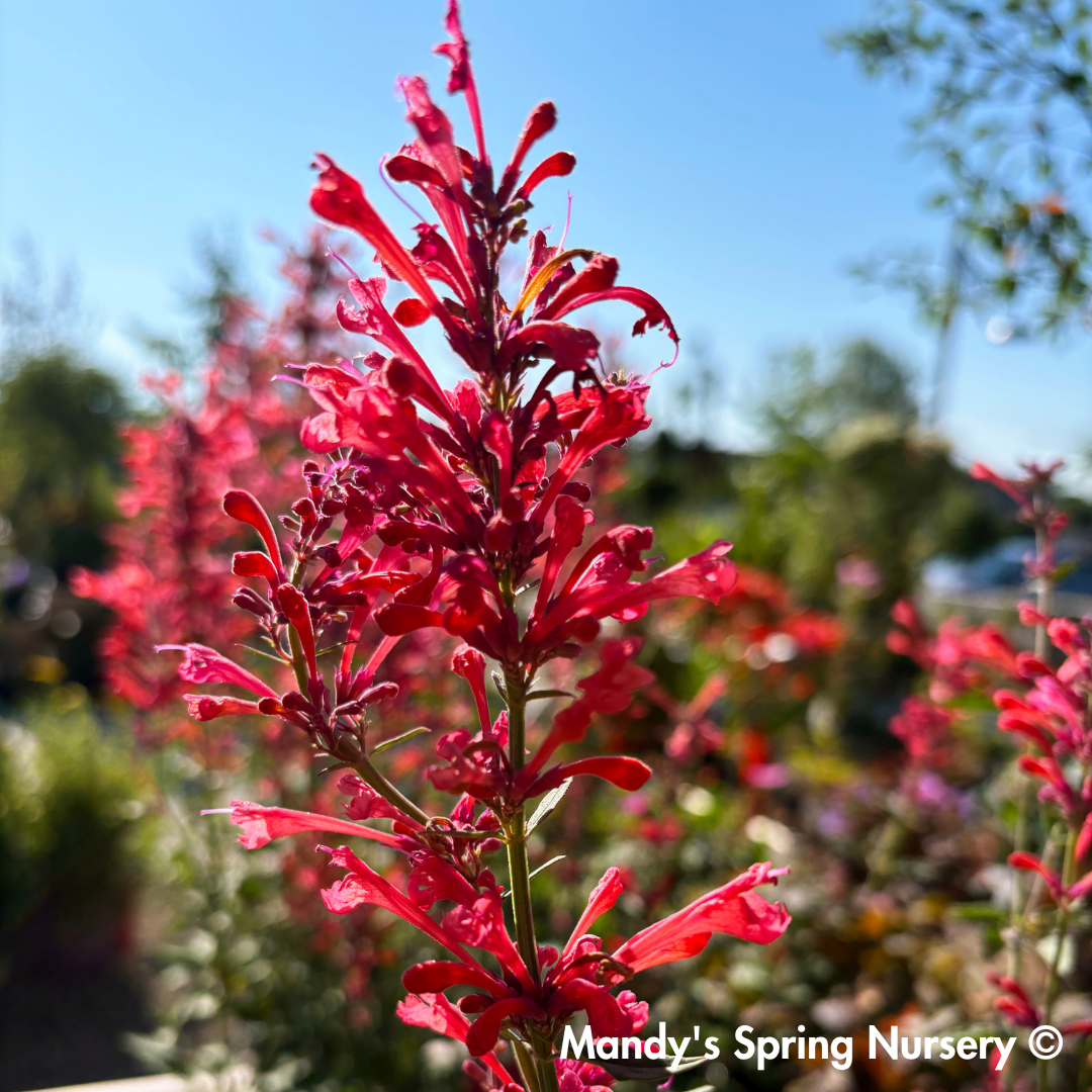 'Kudos™ Coral' Hummingbird Mint | Agastache