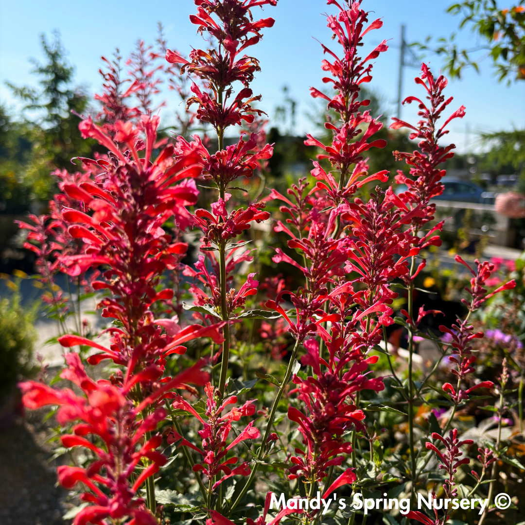 'Kudos™ Coral' Hummingbird Mint | Agastache